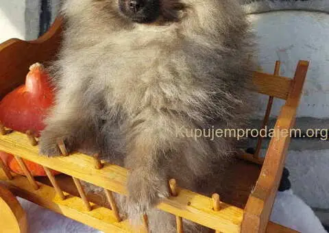 Na prodaju čistokrvni pomeranci sa pedigreom - 4/9