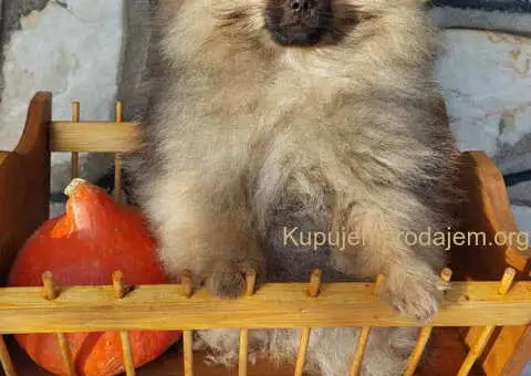 Na prodaju čistokrvni pomeranci sa pedigreom - 5/9