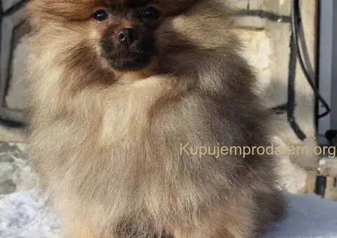 Na prodaju čistokrvni pomeranci sa pedigreom - 6/9