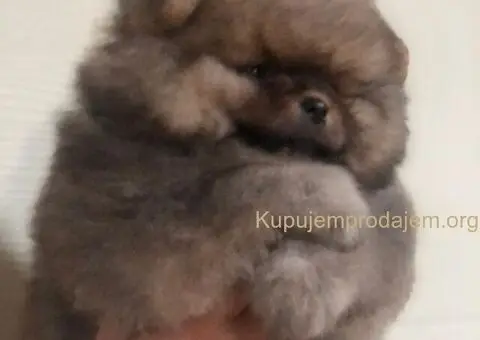 Na prodaju čistokrvni pomeranci sa pedigreom - 7/9