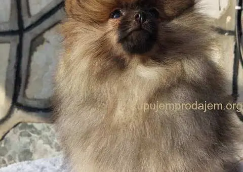 Na prodaju čistokrvni pomeranci sa pedigreom - 8/9
