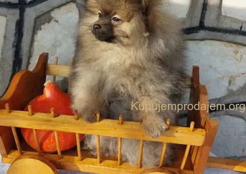 Na prodaju čistokrvni pomeranci sa pedigreom - 9/9