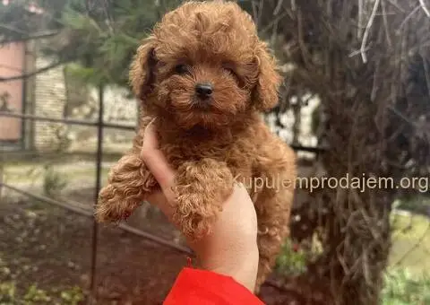 Toy i Mini Pudle stenci - 9/11