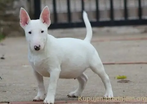 Muško Štene Minni bull terijera - 2/5