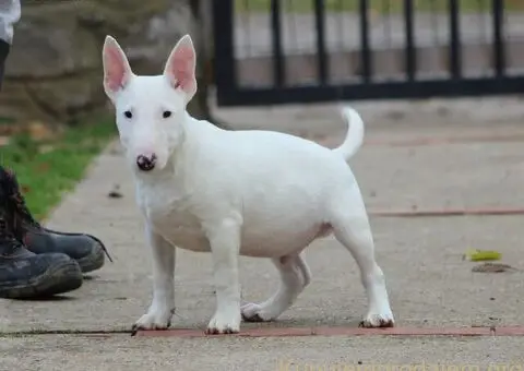 Muško Štene Minni bull terijera - 4/5