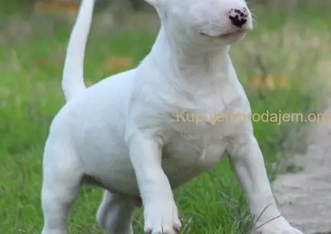 Muško Štene Minni bull terijera - 5/5