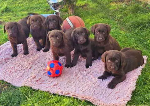 Dostupni štenci LABRADORA starosti 9 nedelja - 1/4