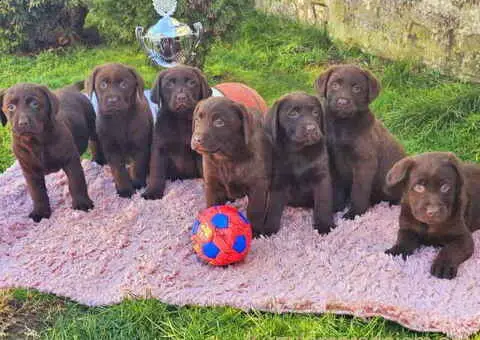 Dostupni štenci LABRADORA starosti 9 nedelja - 2/4