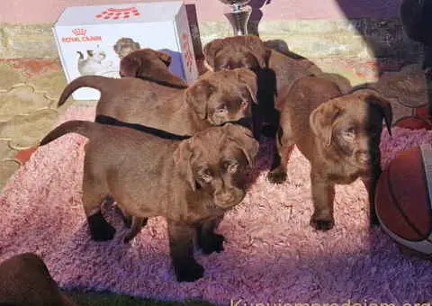 Dostupni štenci LABRADORA starosti 9 nedelja - 3/4