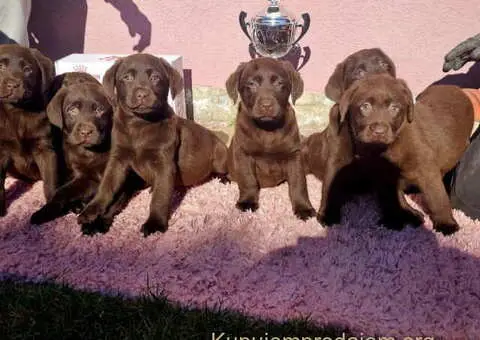 Dostupni štenci LABRADORA starosti 9 nedelja - 4/4