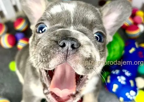 Francuski buldog stenci - 1/6