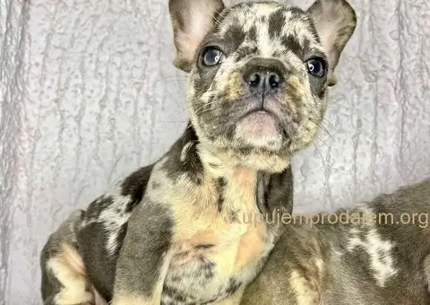 Francuski buldog stenci - 2/6