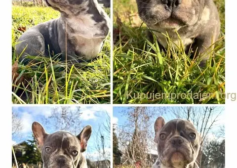 Francuski buldog stenci - 3/6