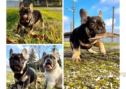 Francuski buldog stenci - 5/6