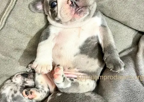 Francuski buldog stenci - 6/6