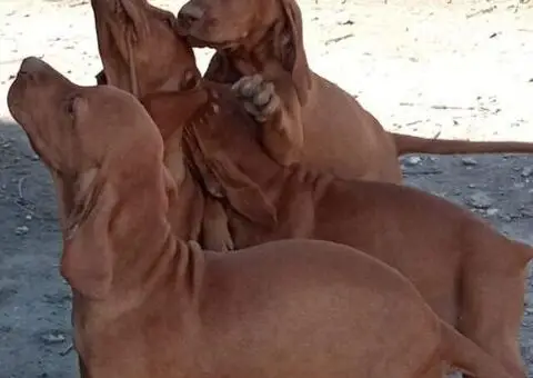 Madjarska vizla musko stene - 1/3