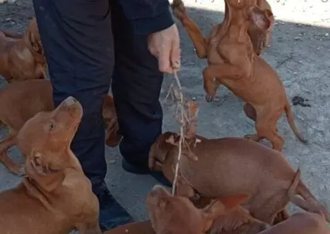 Madjarska vizla musko stene - 2/3