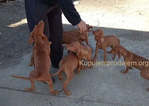 Madjarska vizla musko stene - 3/3