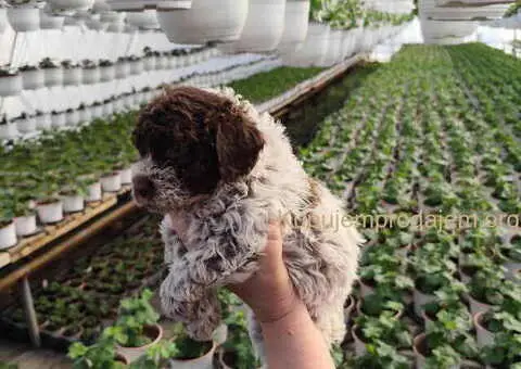 LAGOTO romanjolo štenci - 1/8