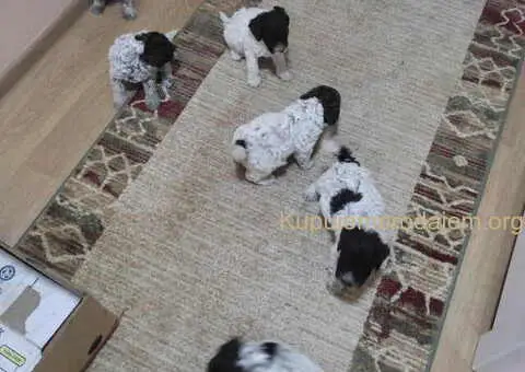 LAGOTO romanjolo štenci - 2/8