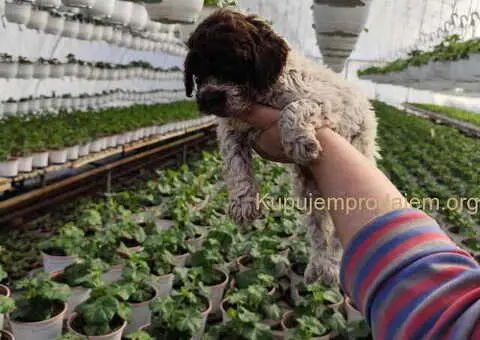 LAGOTO romanjolo štenci - 3/8