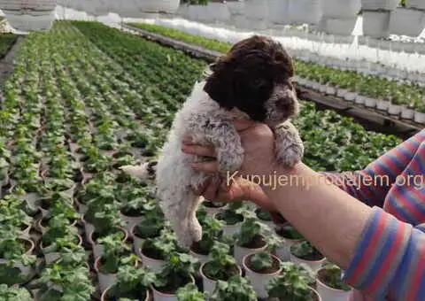 LAGOTO romanjolo štenci - 4/8