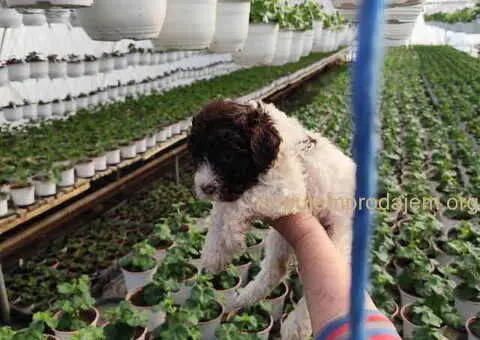 LAGOTO romanjolo štenci - 5/8