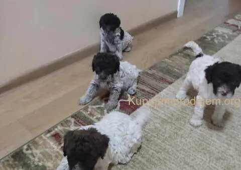 LAGOTO romanjolo štenci - 7/8