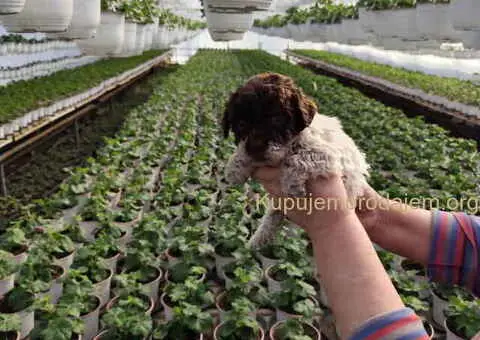 LAGOTO romanjolo štenci - 8/8