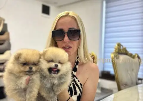 Pomeranac BOO medvedići, Pomeranski Špic štenci - 1/8