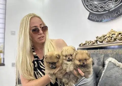 Pomeranac BOO medvedići, Pomeranski Špic štenci - 2/8