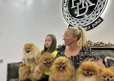 Pomeranac BOO medvedići, Pomeranski Špic štenci - 3/8