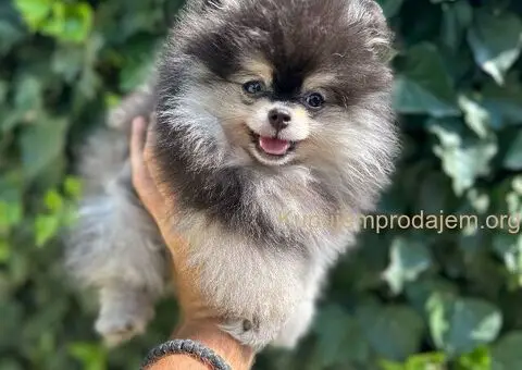 Pomeranac BOO medvedići, Pomeranski Špic štenci - 5/8