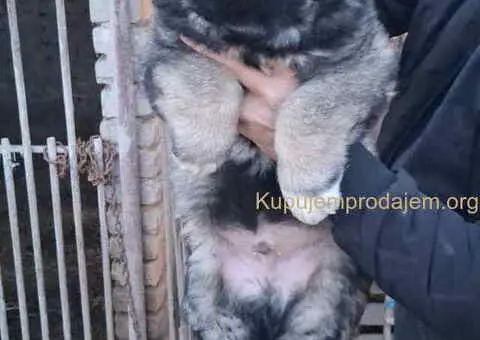 KAVKASKI ovčar štenci - 1/10