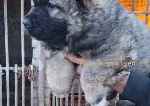 KAVKASKI ovčar štenci - 2/10