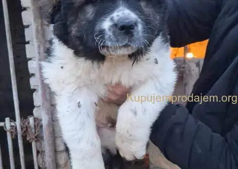 KAVKASKI ovčar štenci - 3/10