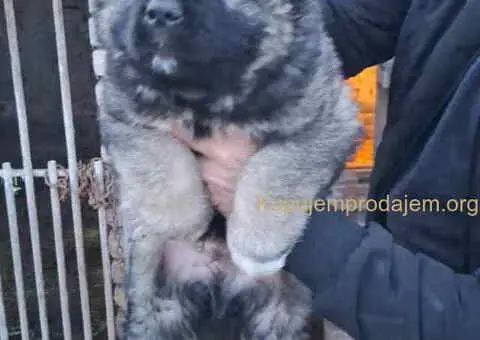KAVKASKI ovčar štenci - 4/10