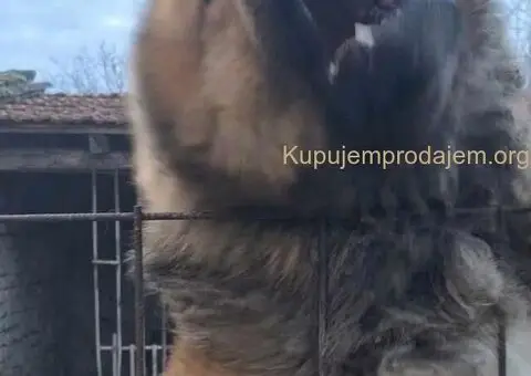 KAVKASKI ovčar štenci - 5/10