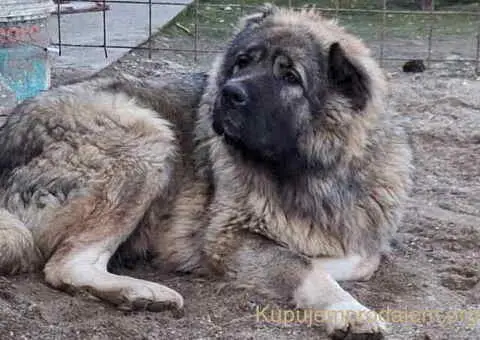 KAVKASKI ovčar štenci - 6/10