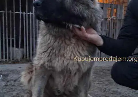 KAVKASKI ovčar štenci - 7/10