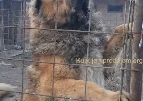 KAVKASKI ovčar štenci - 8/10