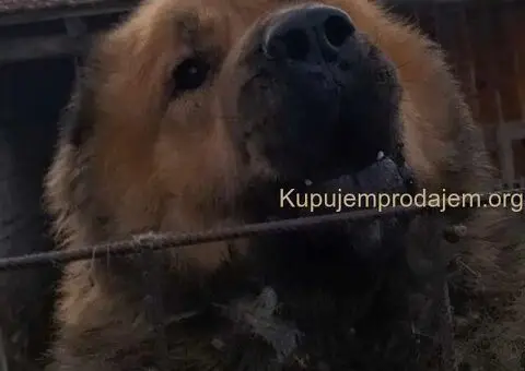 KAVKASKI ovčar štenci - 9/10