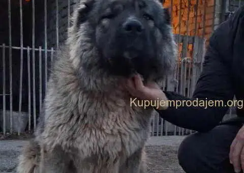 KAVKASKI ovčar štenci - 10/10