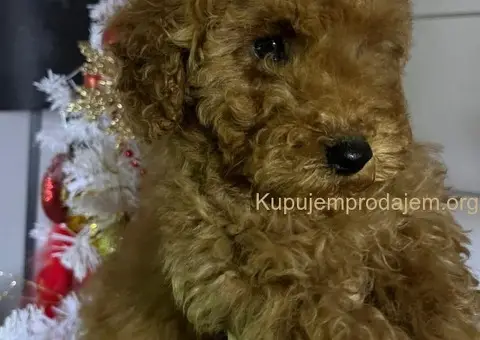 Mini Pudle štenci - 1/5