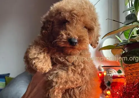 Mini Pudle štenci - 2/5