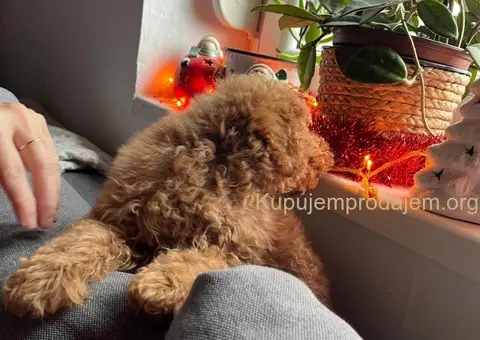 Mini Pudle štenci - 3/5