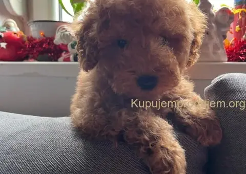 Mini Pudle štenci - 5/5