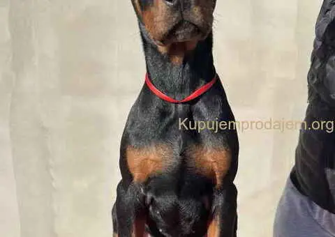 Prodajem štence DOBERMANA - 1/7