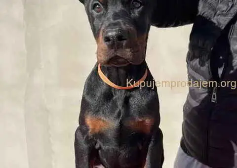 Prodajem štence DOBERMANA - 2/7