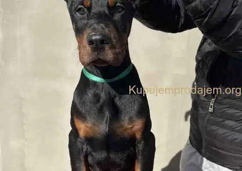 Prodajem štence DOBERMANA - 3/7